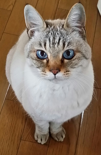 ねこ空間 - Lulakukankobo(ルーラ空間工房+α) ねこ空間 - Lulakukankobo(ルーラ空間工房+α)